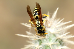 Polistes gallicus
