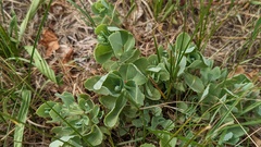 Hylotelephium maximum × spectabile