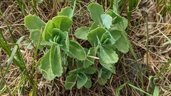 Hylotelephium maximum × spectabile