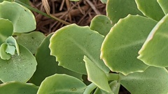 Hylotelephium maximum × spectabile