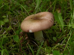 Russula phoenicea