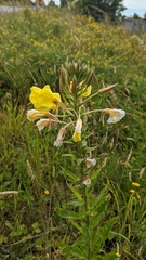Oenothera × fallax