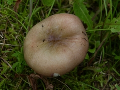 Russula phoenicea