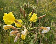 Oenothera × fallax