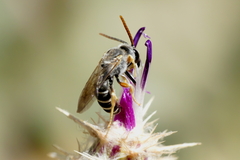 Halictus