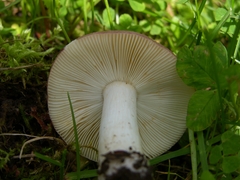 Russula phoenicea