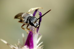 Halictus