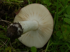 Russula phoenicea