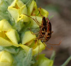 Strangalia luteicornis