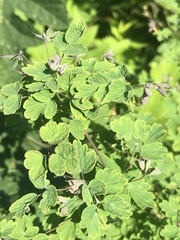 Thalictrum sparsiflorum