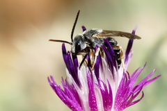 Halictus
