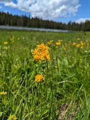 Packera dimorphophylla