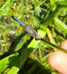 Pachydiplax longipennis