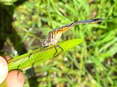 Pachydiplax longipennis