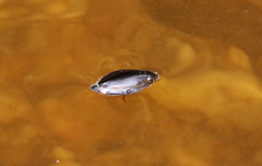 Dineutus ciliatus