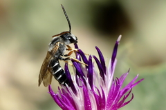 Halictus