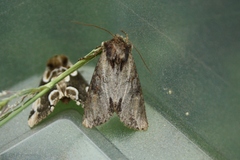 Apamea crenata