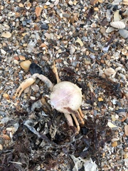 Persephona aquilonaris