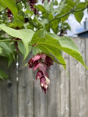 Leycesteria formosa