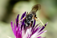 Halictus