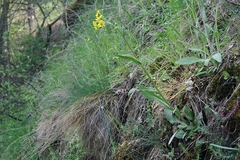 Tephroseris integrifolia