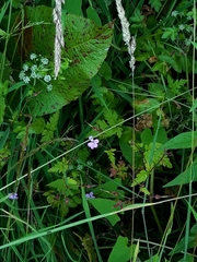 Geranium robertianum