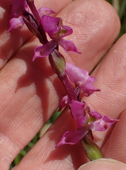 Disperis tysonii