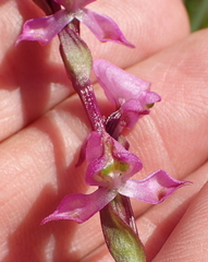 Disperis tysonii