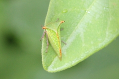 Stictocephala militaris