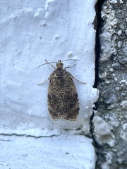 Olethreutes astrologana