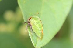 Stictocephala militaris