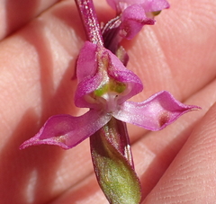 Disperis tysonii