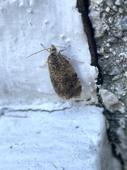 Olethreutes astrologana