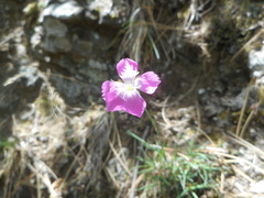 Dianthus longicaulis