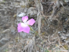 Dianthus longicaulis