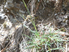 Dianthus longicaulis