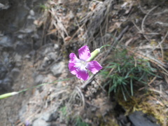 Dianthus longicaulis