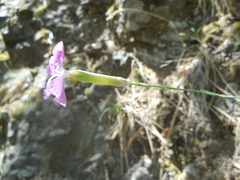 Dianthus longicaulis