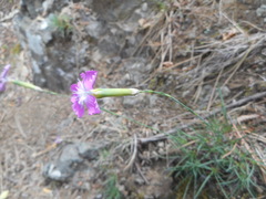Dianthus longicaulis