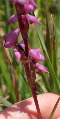 Disperis tysonii