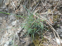 Dianthus longicaulis