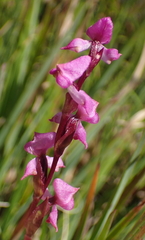 Disperis tysonii