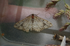 Paradarisa consonaria