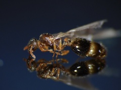 Temnothorax parvulus