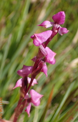Disperis tysonii