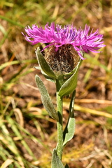 Centaurea uniflora