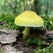 Pluteus mammillatus - Photo (c) Paul Broenen, some rights reserved (CC BY-NC), uploaded by Paul Broenen