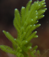 Caulerpa flexilis