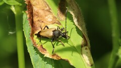 Trigonarthris subpubescens