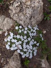 Phlox multiflora